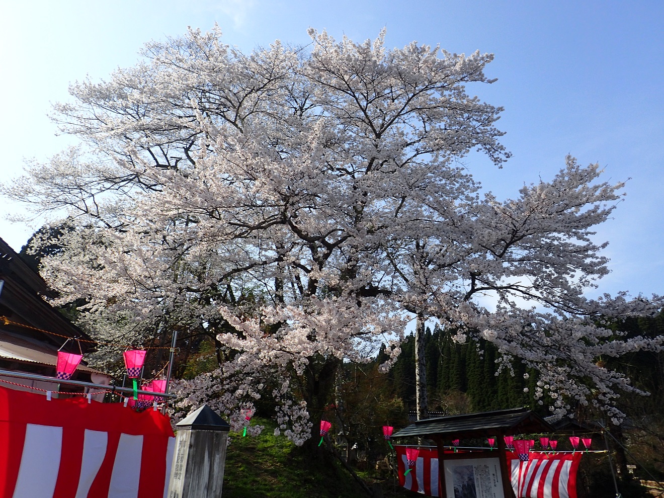Koma Tsunagi Cherry Blossoms